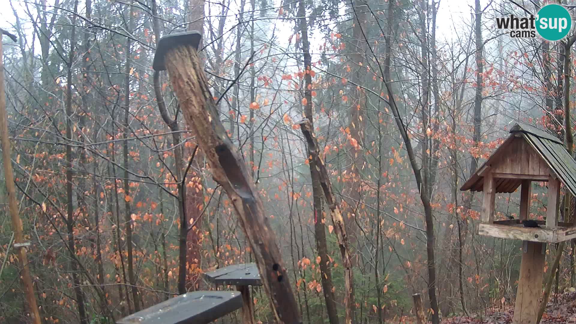 Vogelfutterhäuschen im ZOO webcam Ljubljana