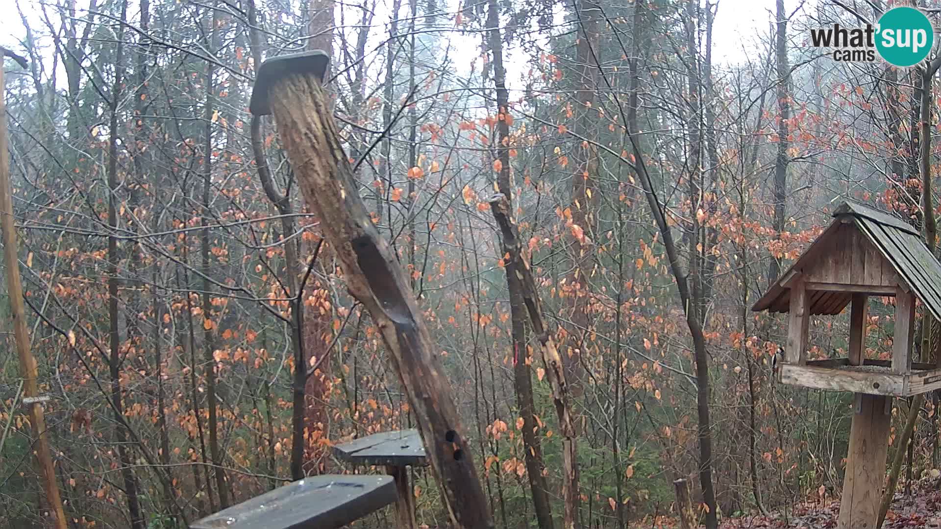 Vogelfutterhäuschen im ZOO webcam Ljubljana