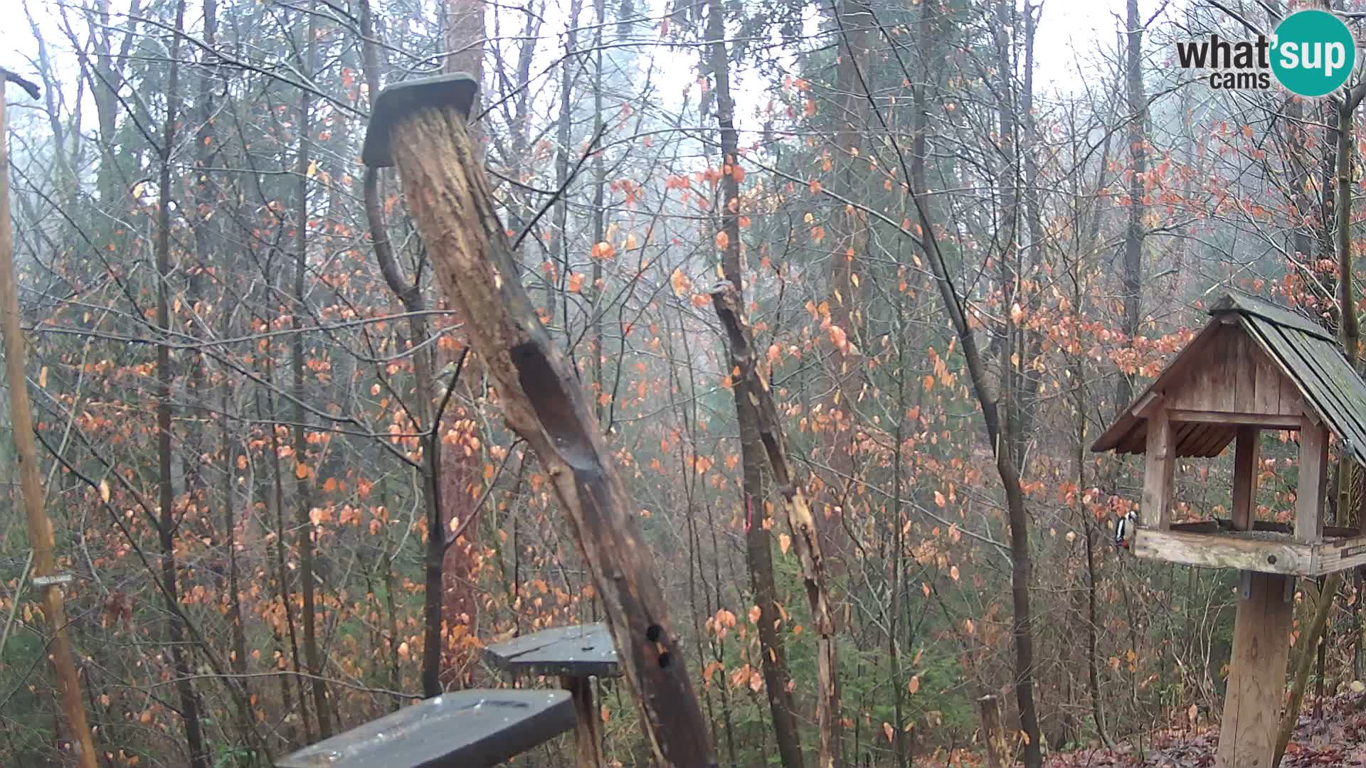 Vogelfutterhäuschen im ZOO webcam Ljubljana