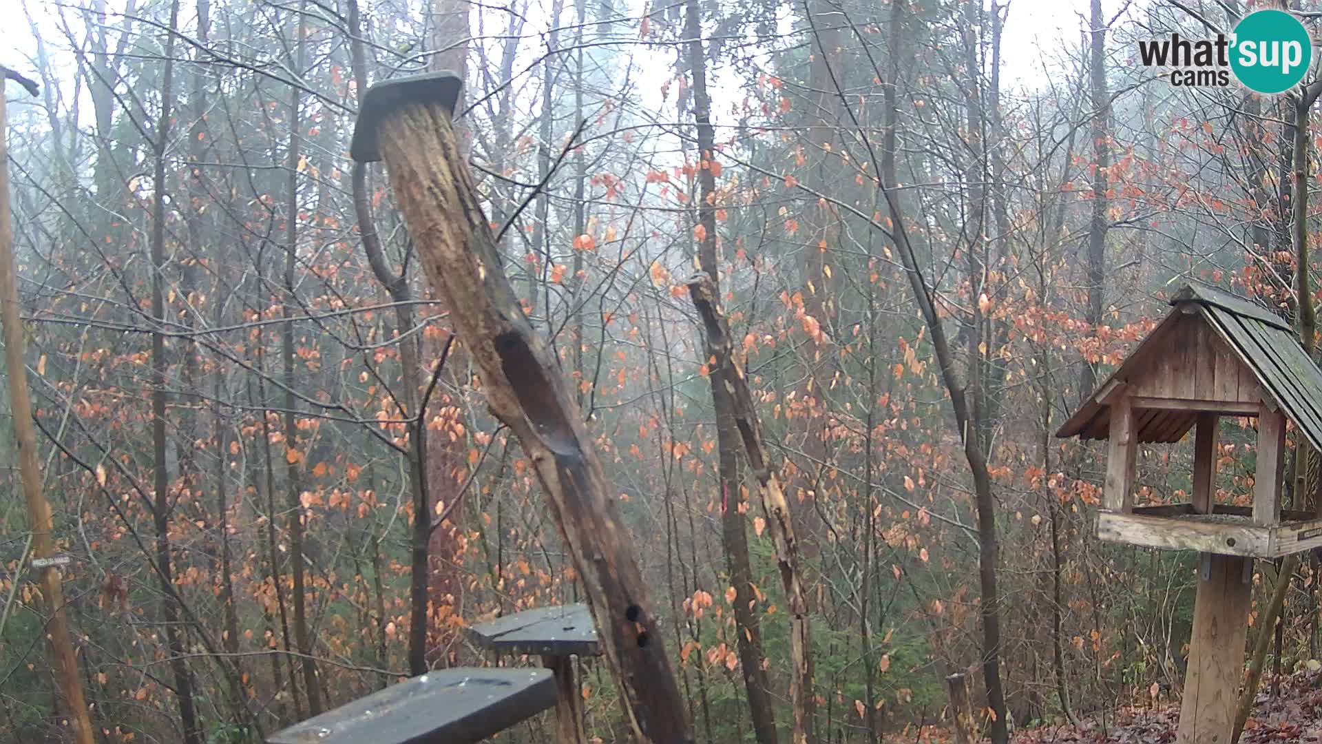 Mangeoires pour oiseaux au ZOO live webcam Ljubljana