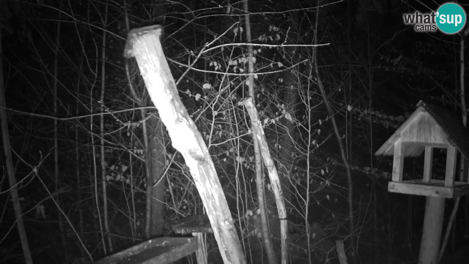 Mangiatoie per uccelli allo ZOO di Lubiana livecam