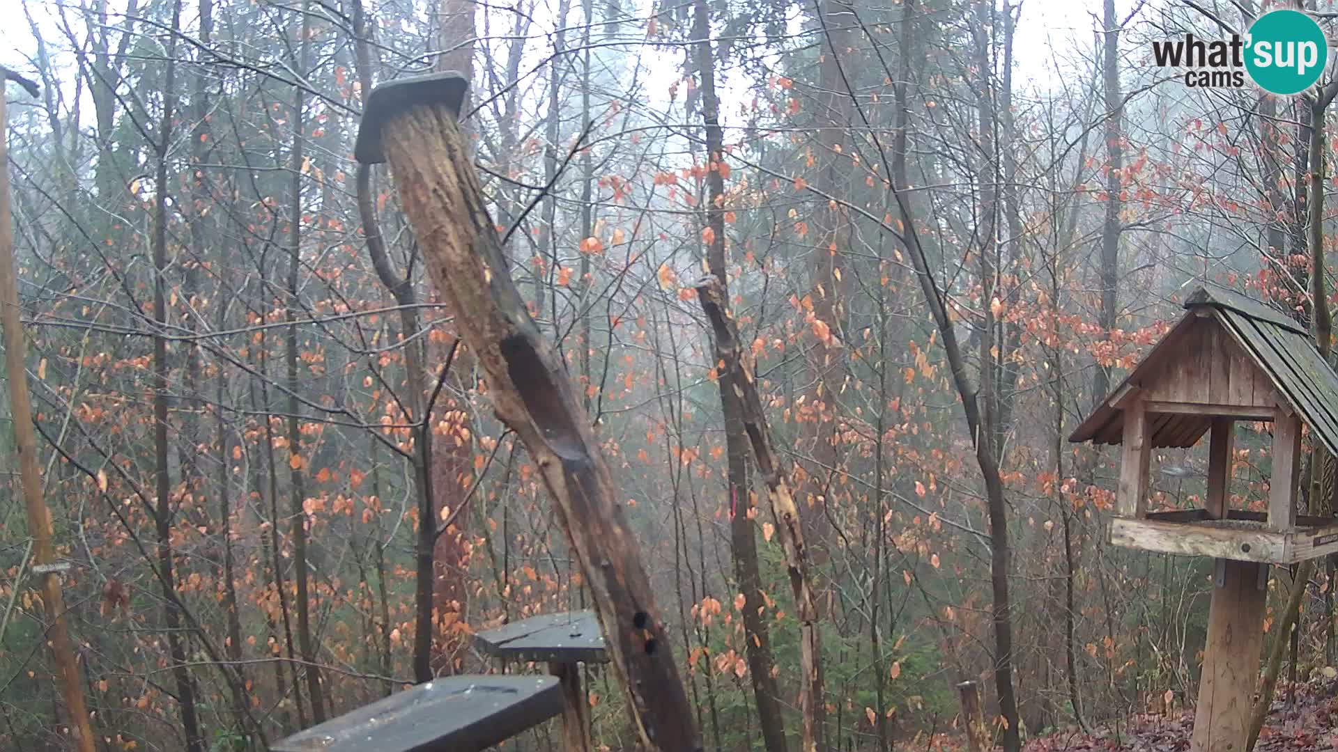 Vogelfutterhäuschen im ZOO webcam Ljubljana