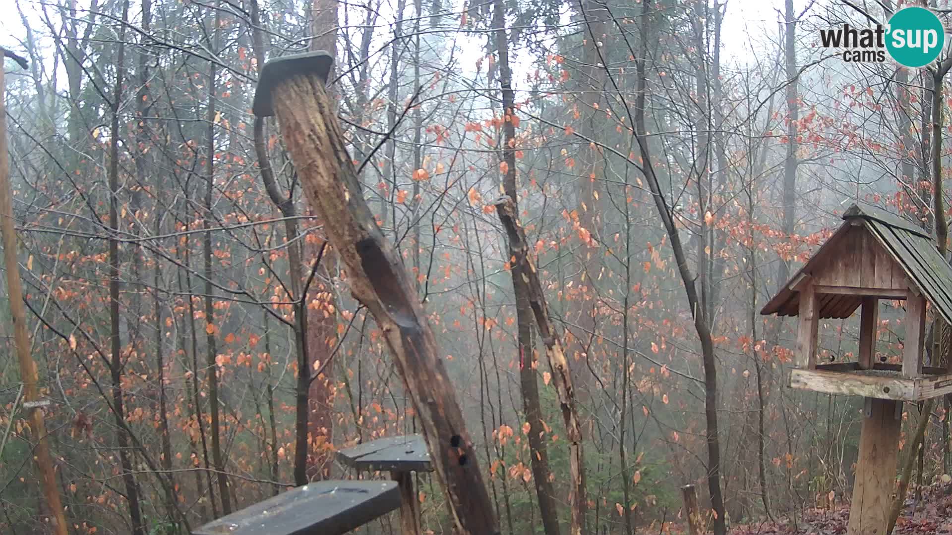 Mangeoires pour oiseaux au ZOO live webcam Ljubljana