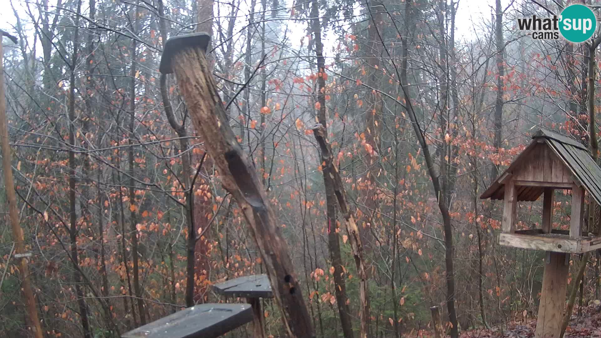 Mangiatoie per uccelli allo ZOO di Lubiana livecam