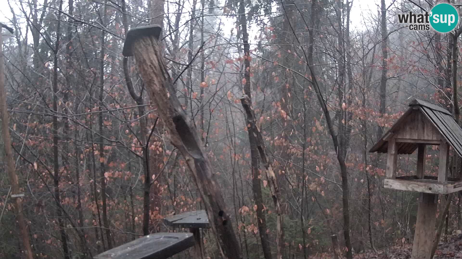 Comederos para pájaros en ZOO Ljubljana camera en vivo