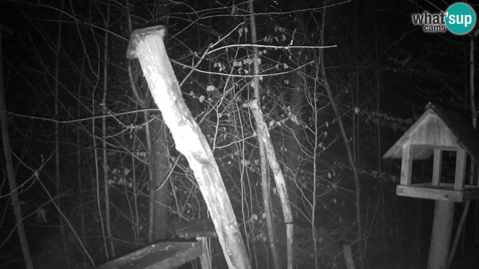 Hranilice za ptice u ZOO web kamera Ljubljana