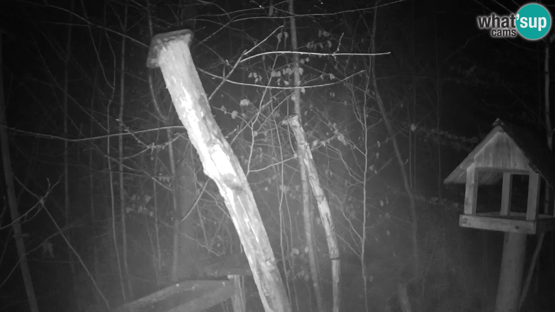 Comederos para pájaros en ZOO Ljubljana camera en vivo