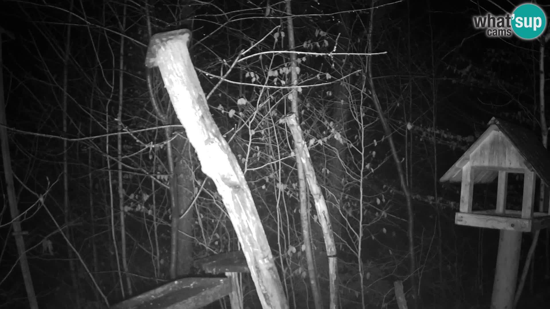 Krmilnice za ptiče v ZOO Ljubljana spletna kamera