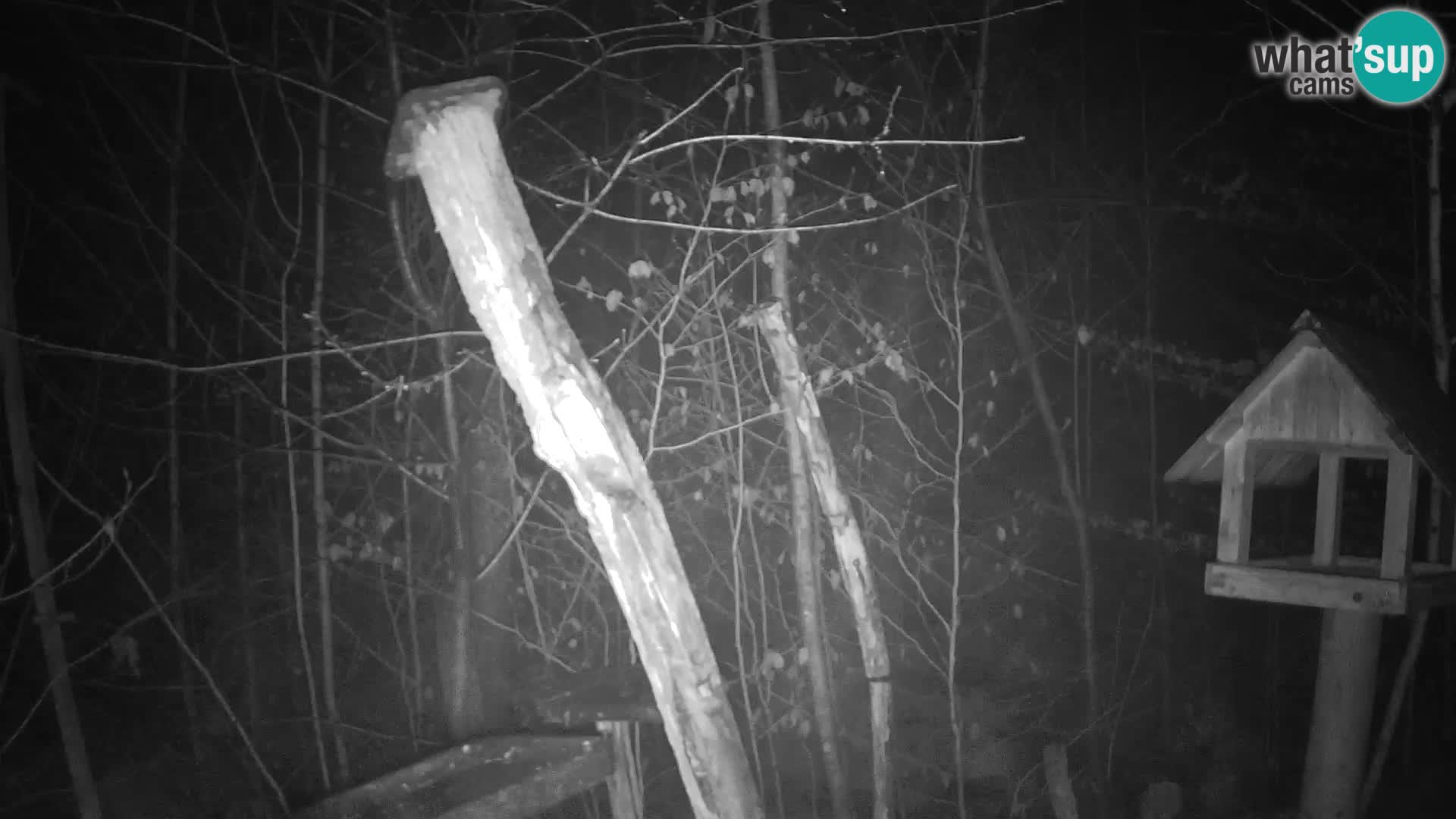 Vogelfutterhäuschen im ZOO webcam Ljubljana