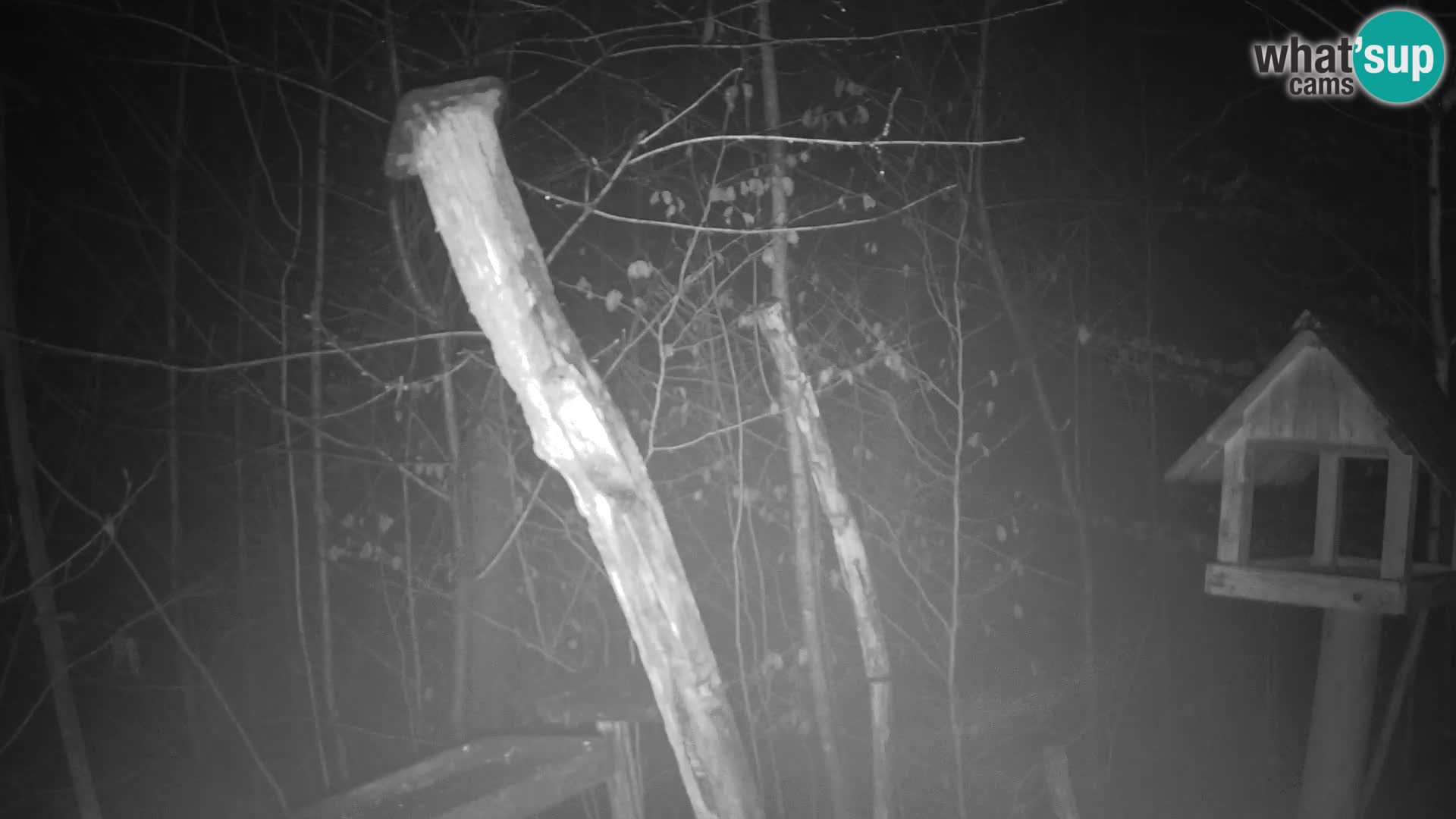 Vogelfutterhäuschen im ZOO webcam Ljubljana