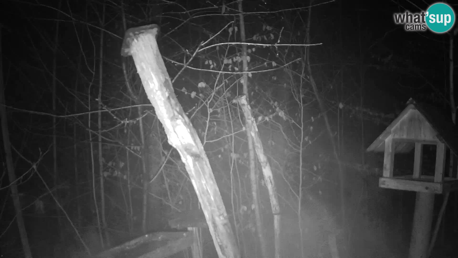 Mangeoires pour oiseaux au ZOO live webcam Ljubljana