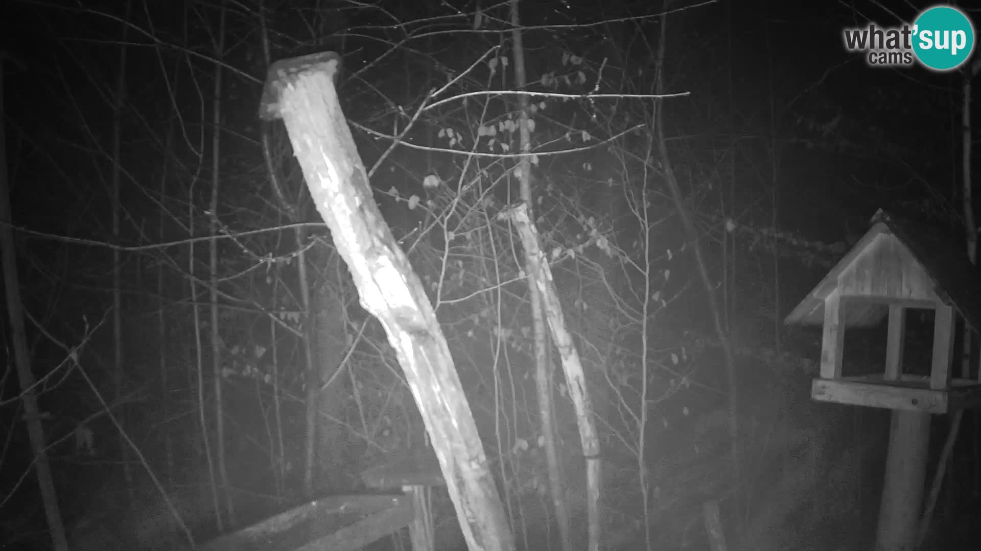 Mangiatoie per uccelli allo ZOO di Lubiana livecam