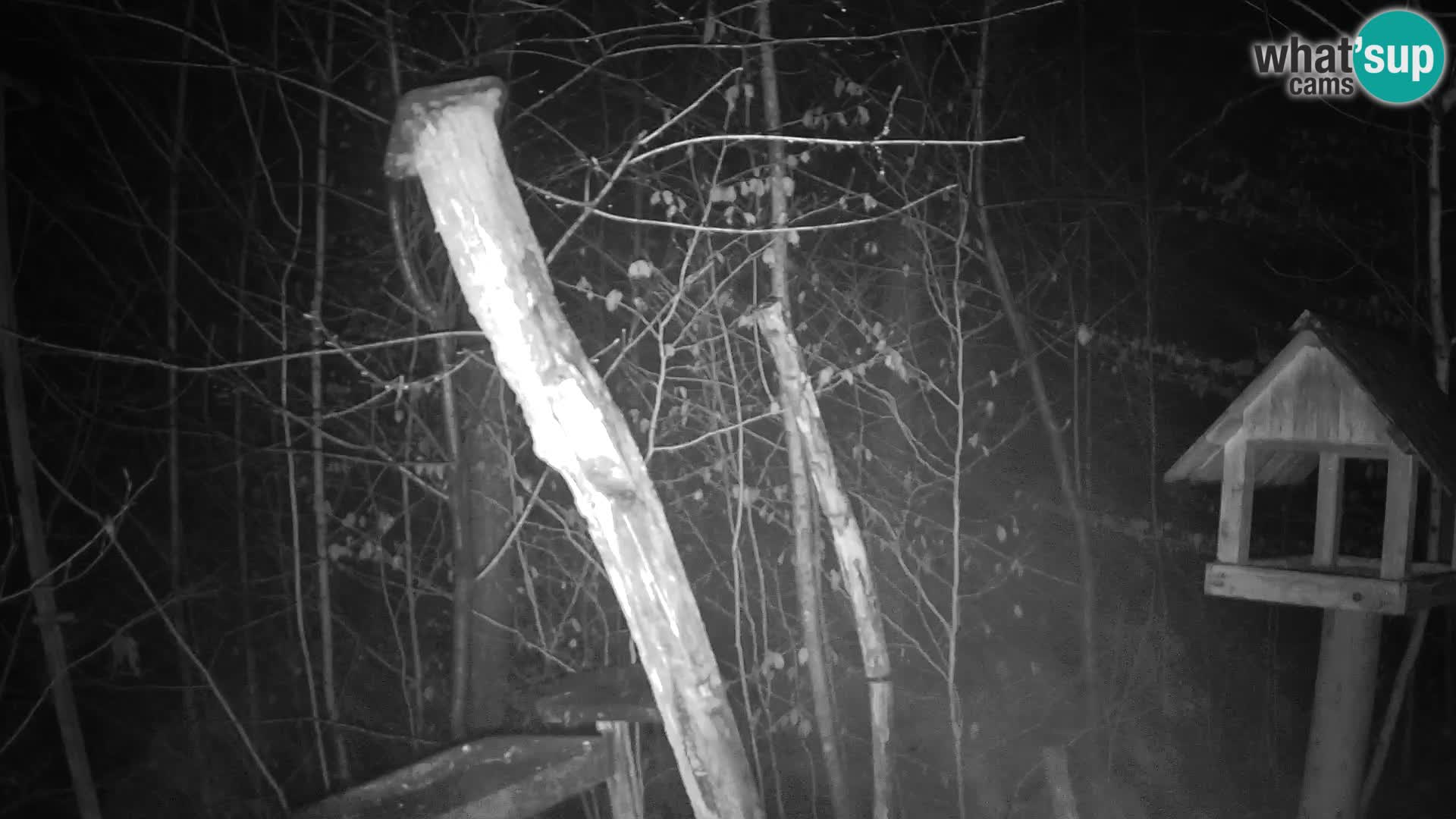 Comederos para pájaros en ZOO Ljubljana camera en vivo