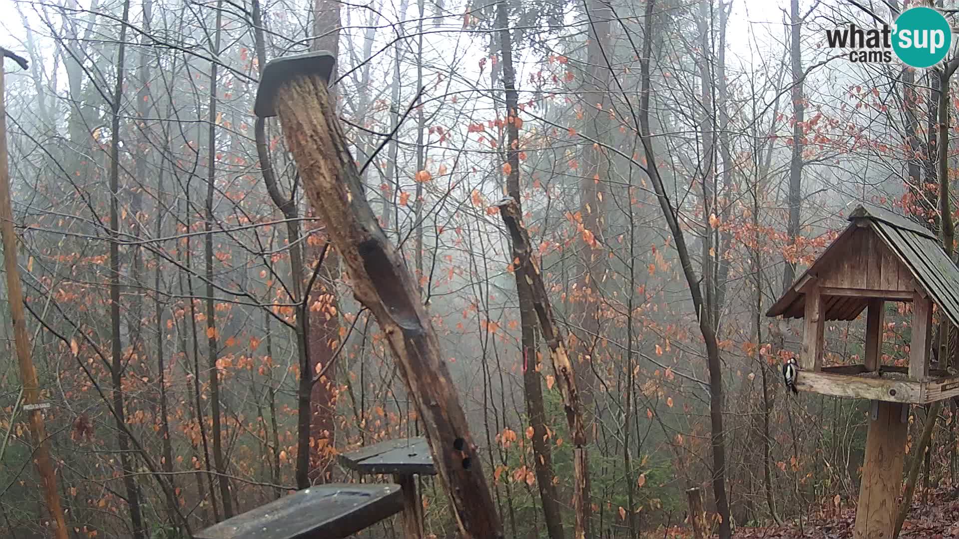 Vogelfutterhäuschen im ZOO webcam Ljubljana