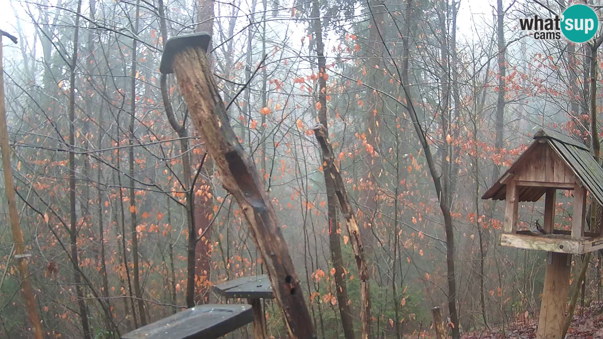 Mangeoires pour oiseaux au ZOO live webcam Ljubljana