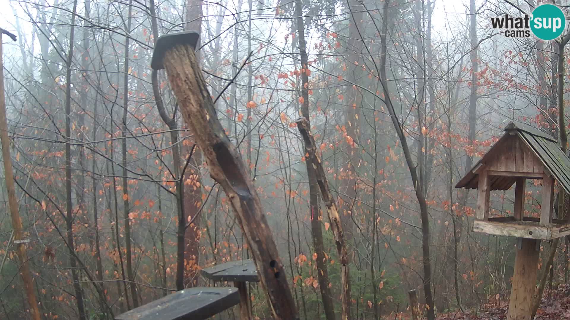 Comederos para pájaros en ZOO Ljubljana camera en vivo