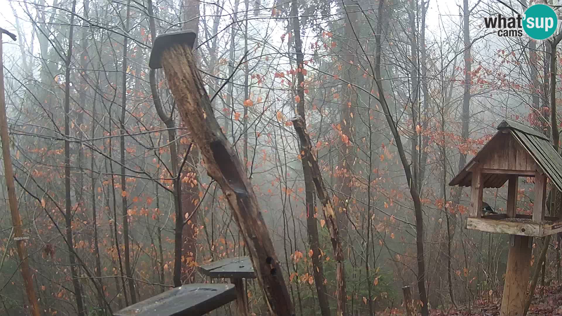 Vogelfutterhäuschen im ZOO webcam Ljubljana