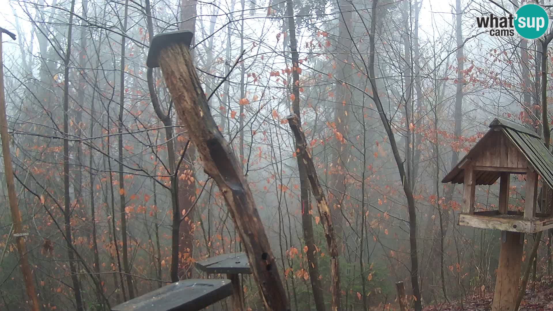 Vogelfutterhäuschen im ZOO webcam Ljubljana