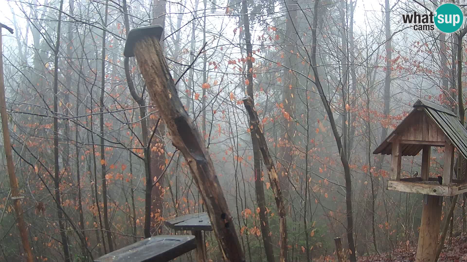 Hranilice za ptice u ZOO web kamera Ljubljana