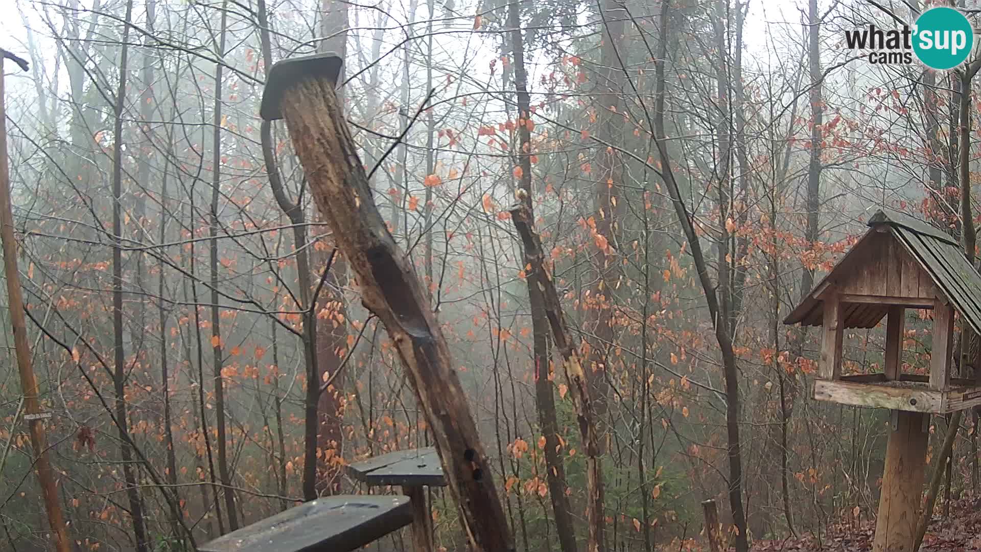 Vogelfutterhäuschen im ZOO webcam Ljubljana
