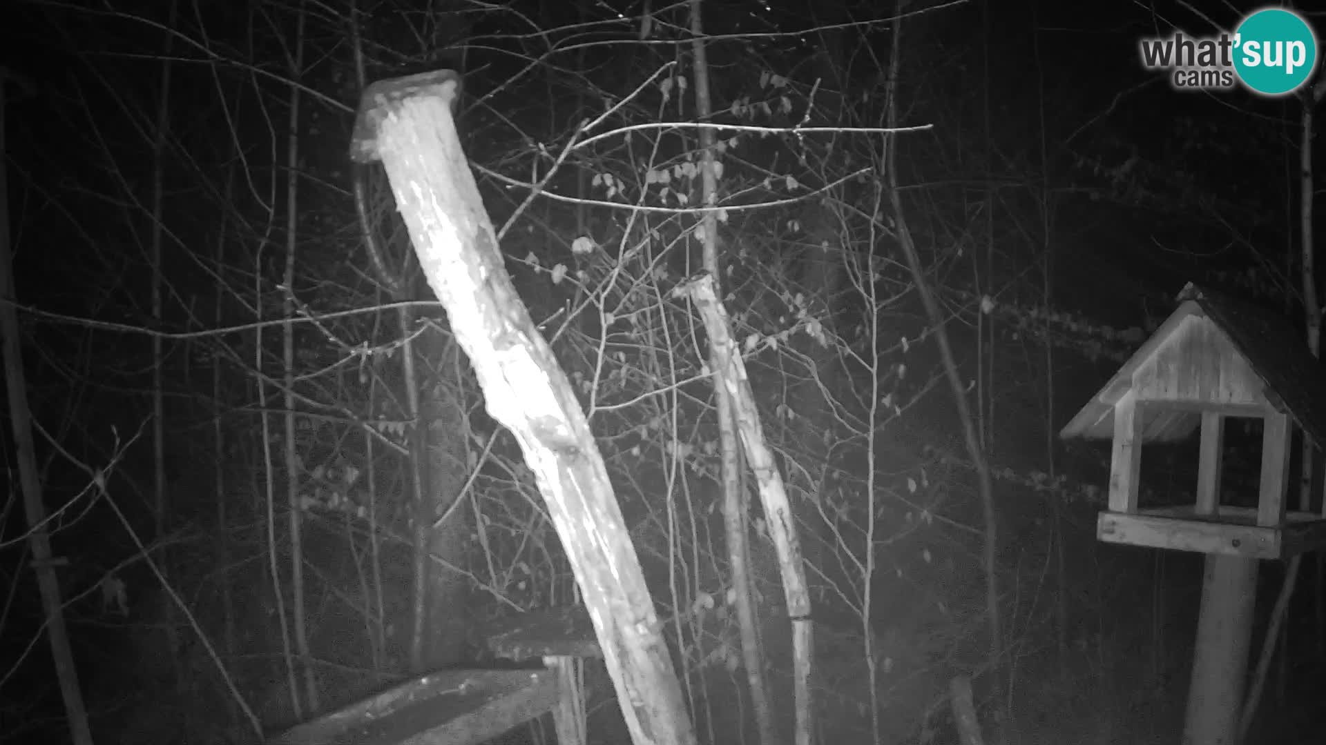 Vogelfutterhäuschen im ZOO webcam Ljubljana