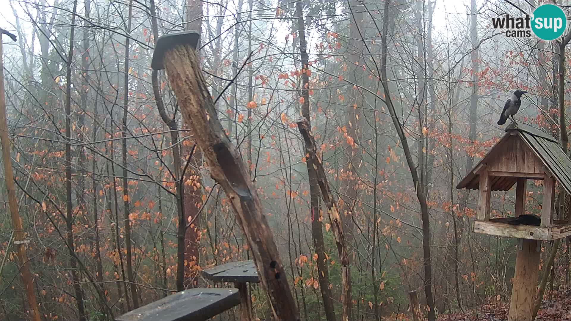 Comederos para pájaros en ZOO Ljubljana camera en vivo