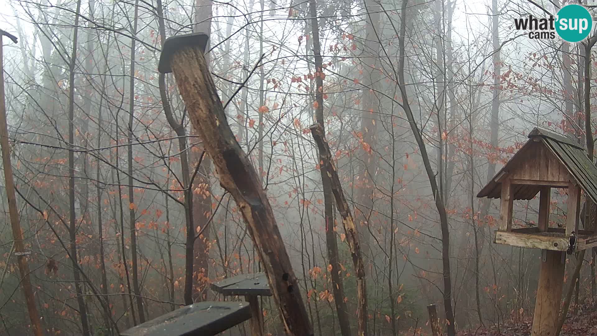 Mangiatoie per uccelli allo ZOO di Lubiana livecam