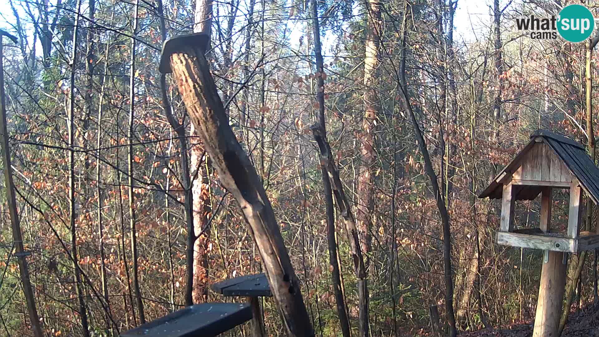 Vogelfutterhäuschen im ZOO webcam Ljubljana