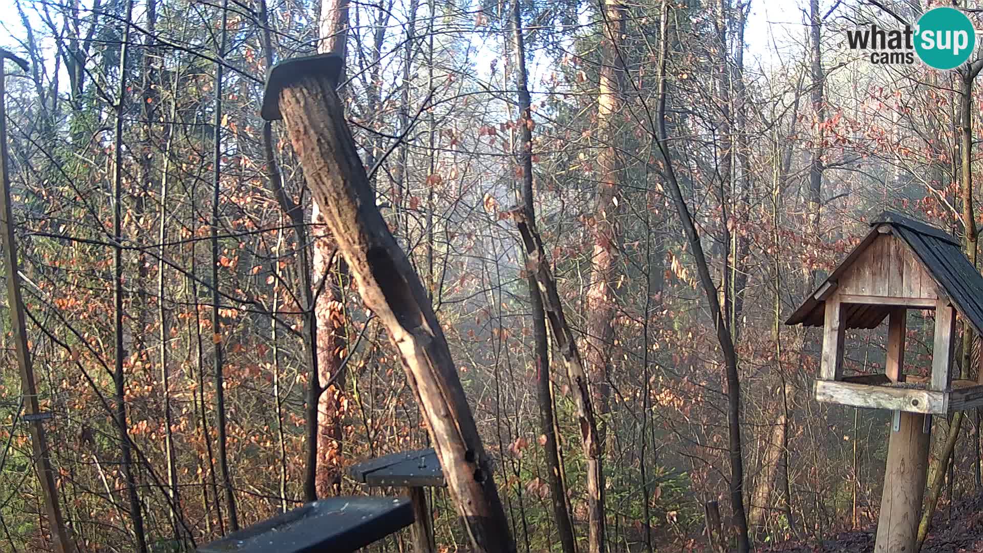 Vogelfutterhäuschen im ZOO webcam Ljubljana