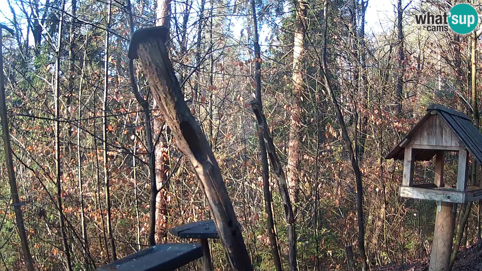 Hranilice za ptice u ZOO web kamera Ljubljana