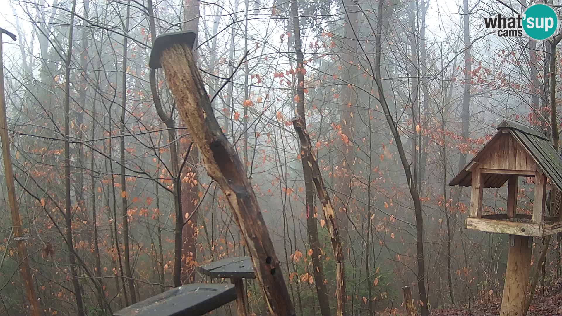 Hranilice za ptice u ZOO web kamera Ljubljana