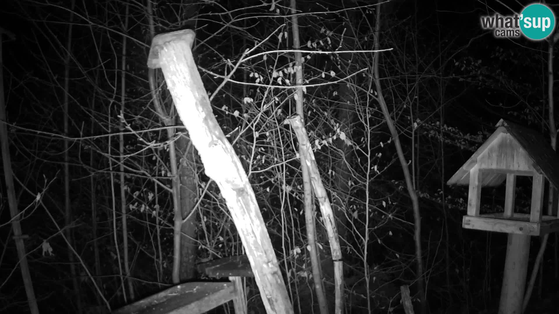 Bird feeders at ZOO Ljubljana webcam