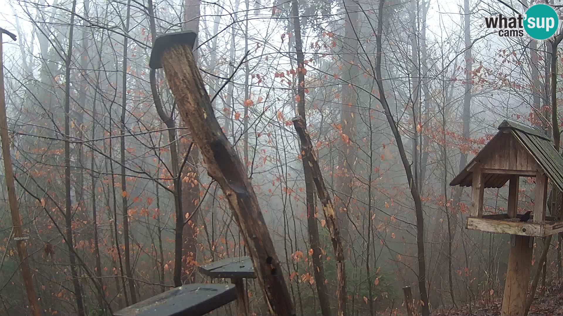 Bird feeders at ZOO Ljubljana webcam