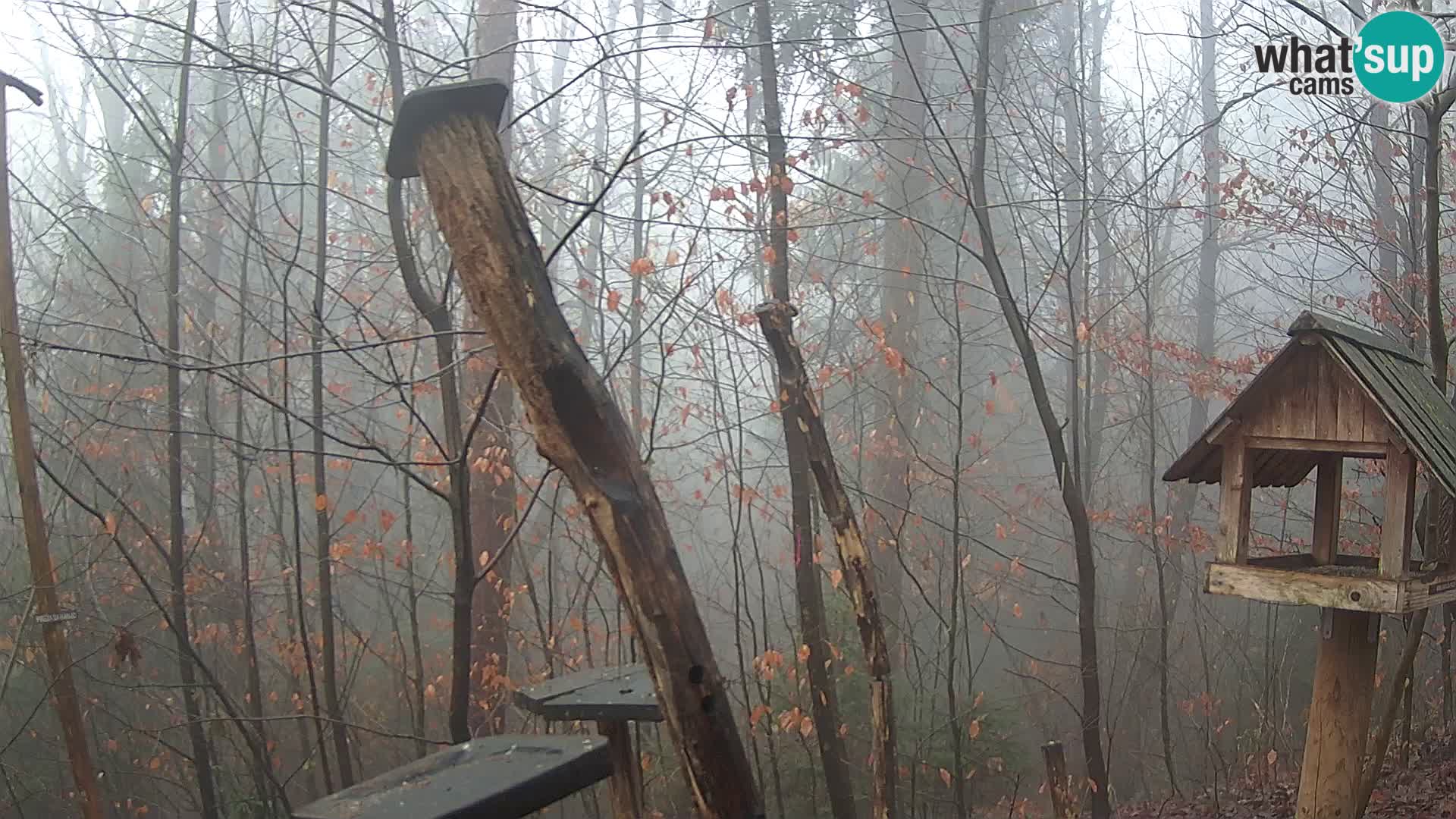 Mangiatoie per uccelli allo ZOO di Lubiana livecam