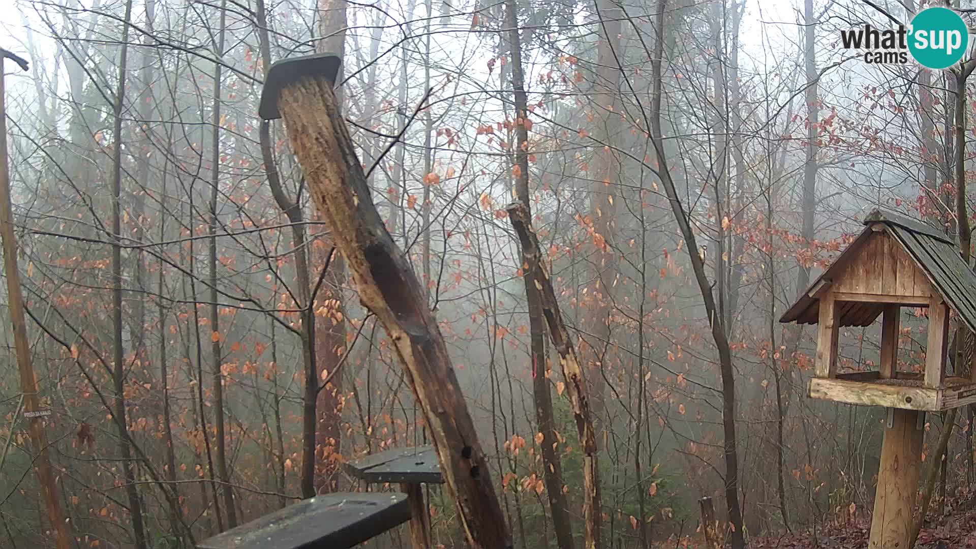 Vogelfutterhäuschen im ZOO webcam Ljubljana