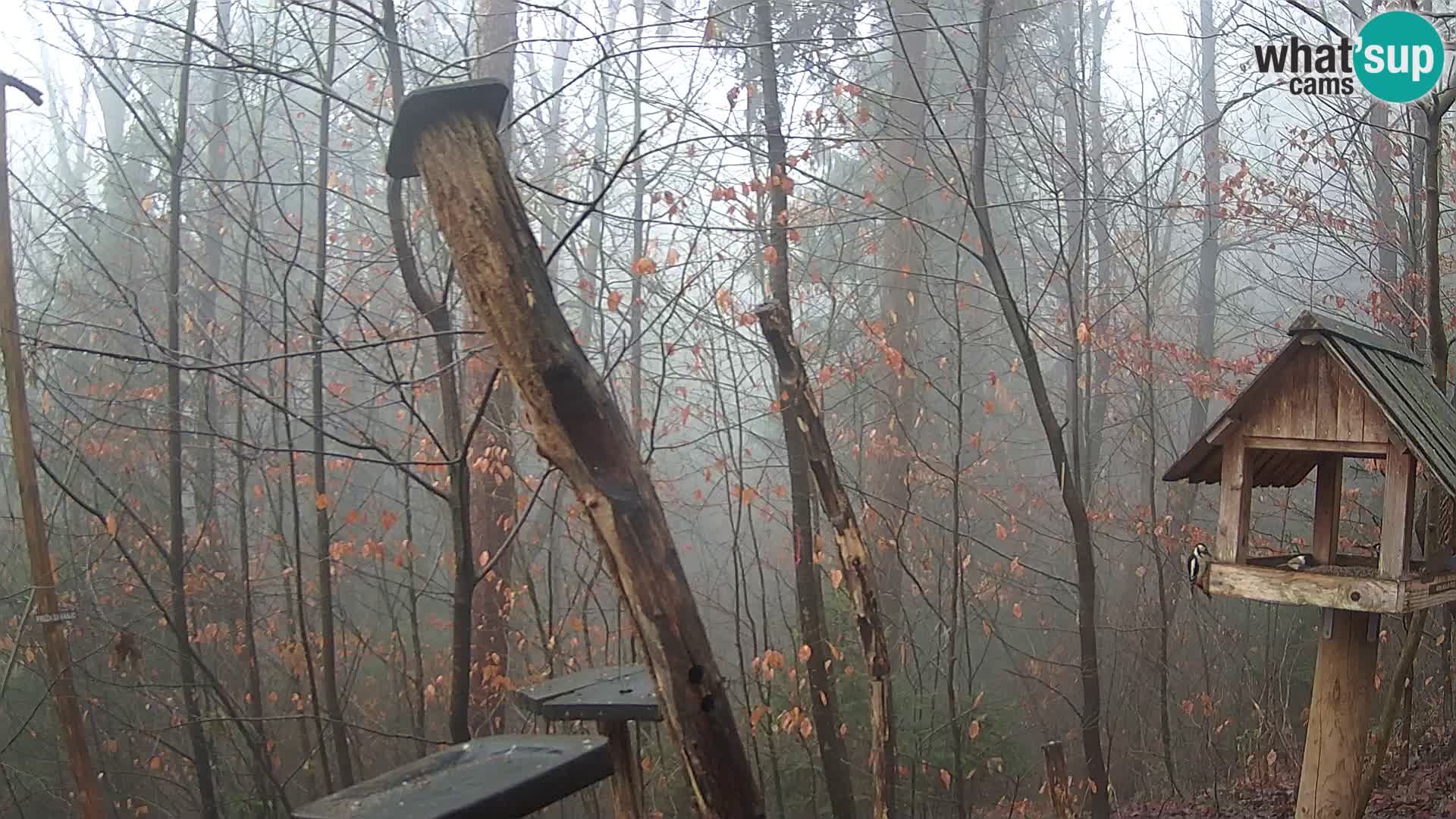Krmilnice za ptiče v ZOO Ljubljana spletna kamera