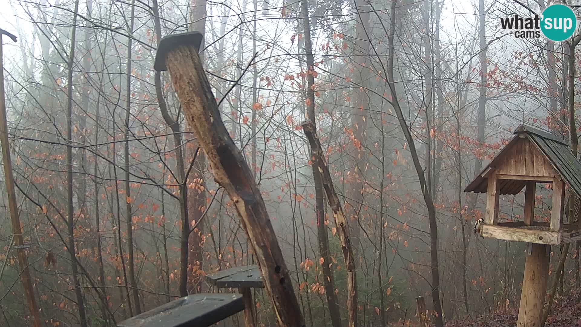 Hranilice za ptice u ZOO web kamera Ljubljana