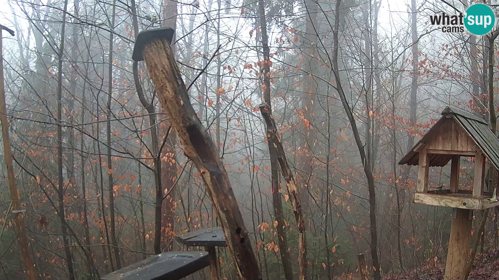 Bird feeders at ZOO Ljubljana webcam