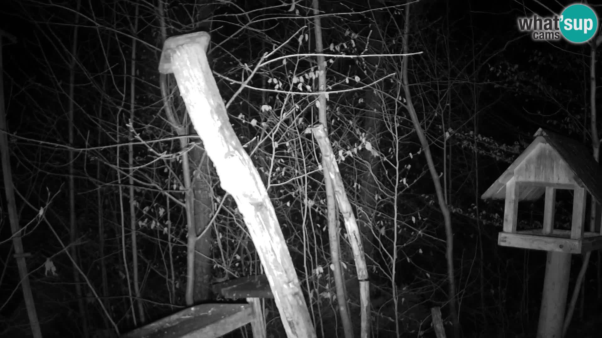 Krmilnice za ptiče v ZOO Ljubljana spletna kamera