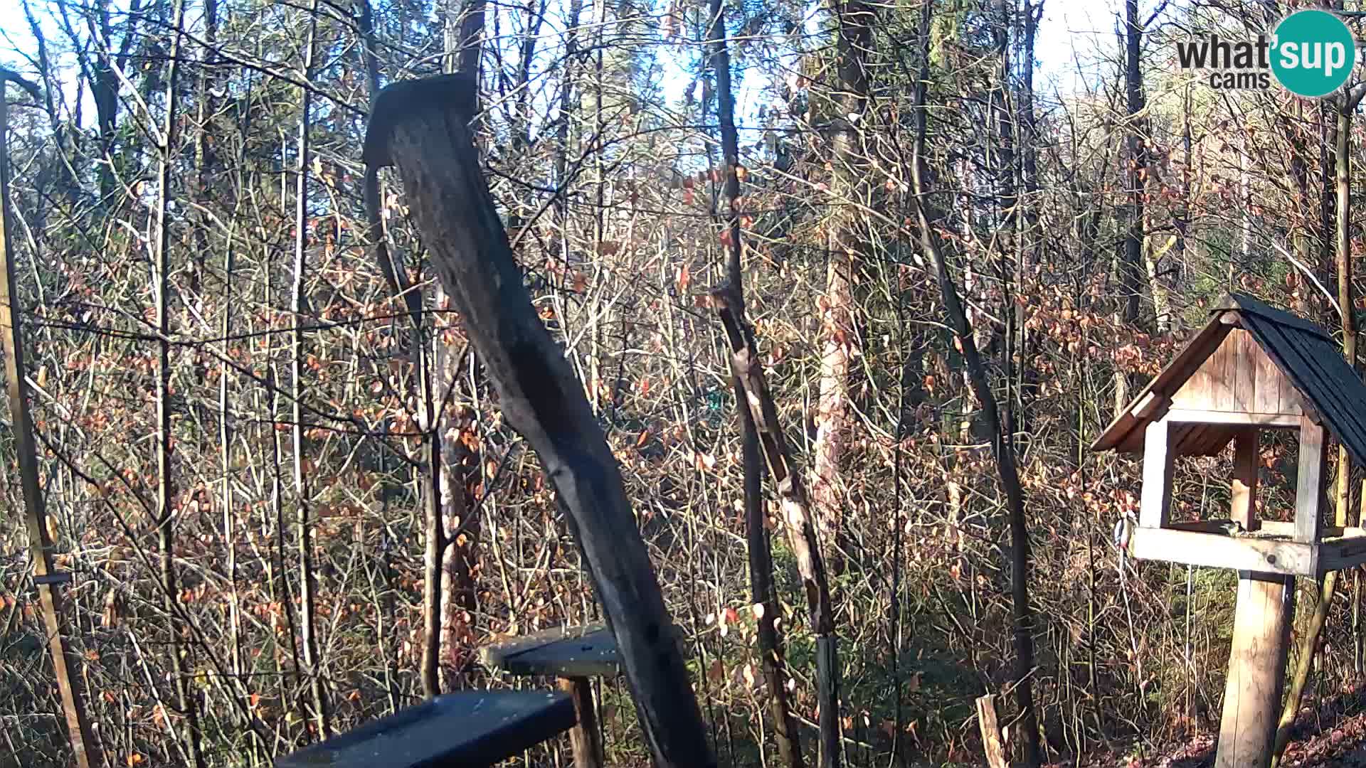 Hranilice za ptice u ZOO web kamera Ljubljana