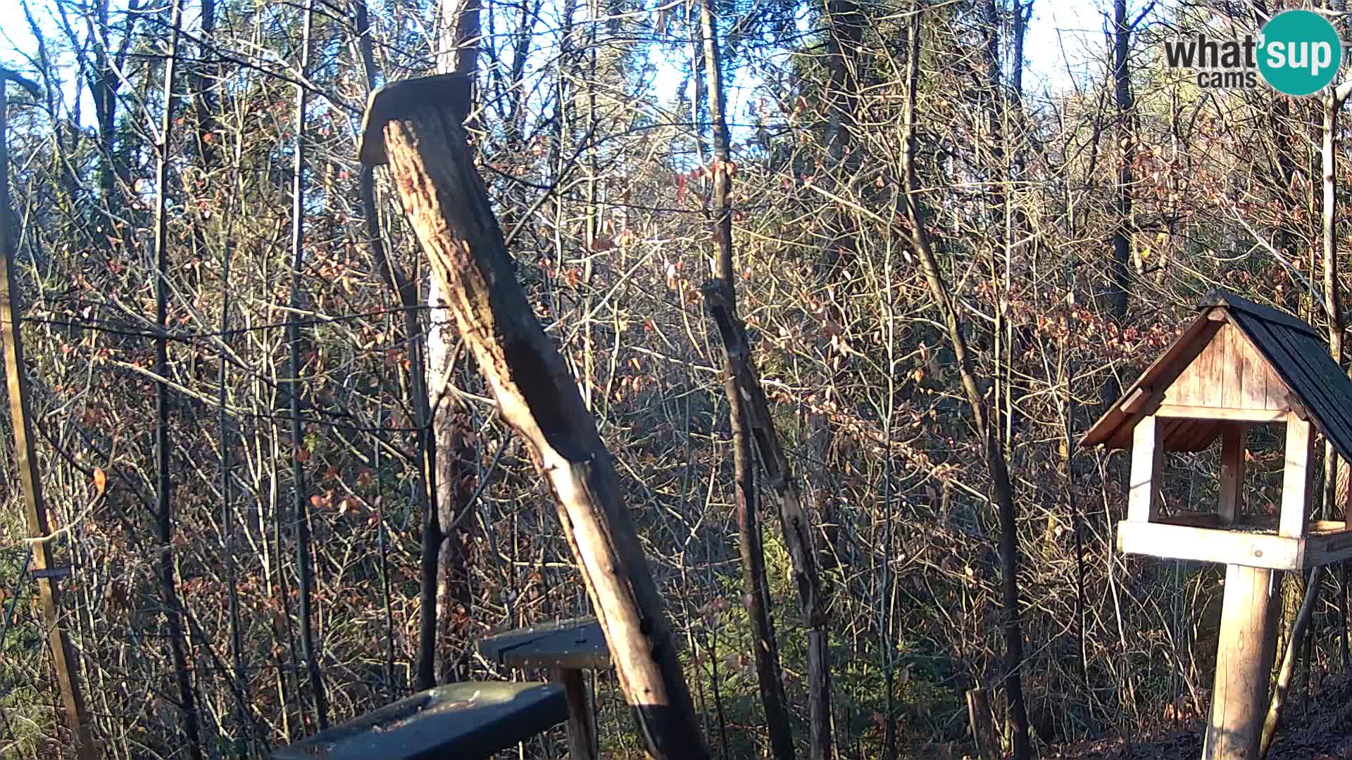 Krmilnice za ptiče v ZOO Ljubljana spletna kamera