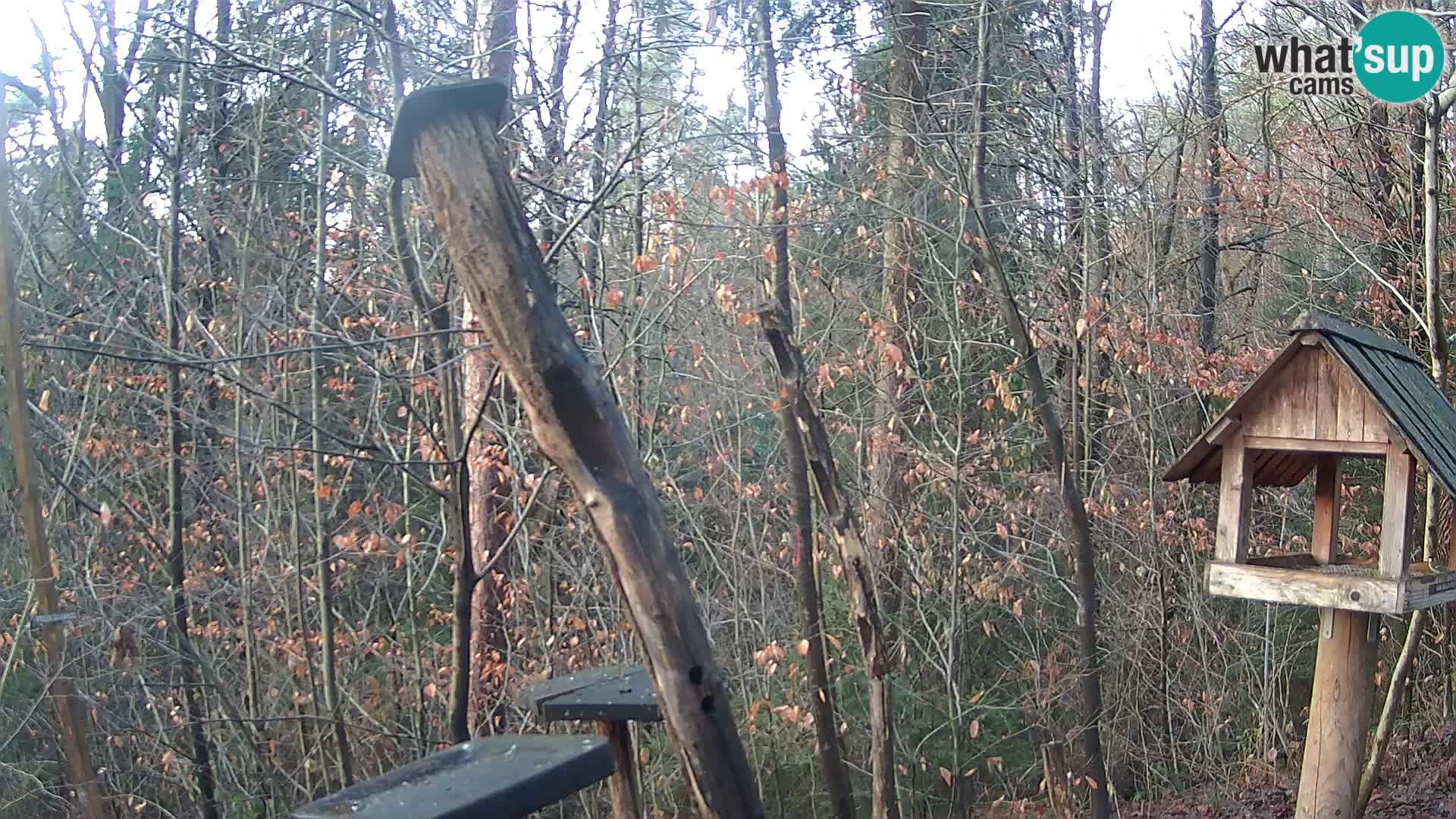 Bird feeders at ZOO Ljubljana webcam