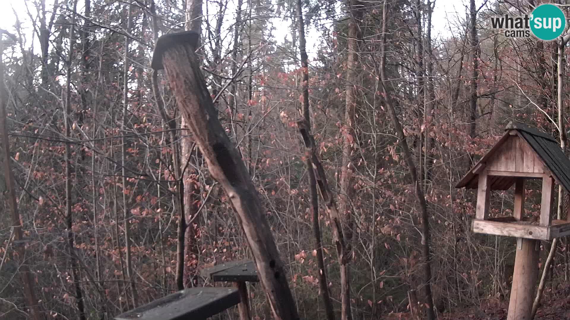 Comederos para pájaros en ZOO Ljubljana camera en vivo
