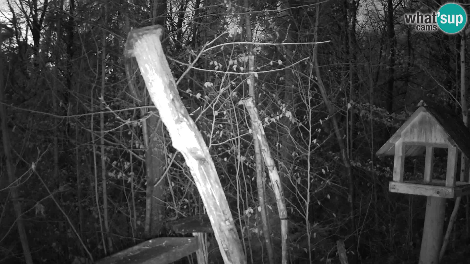 Mangiatoie per uccelli allo ZOO di Lubiana livecam