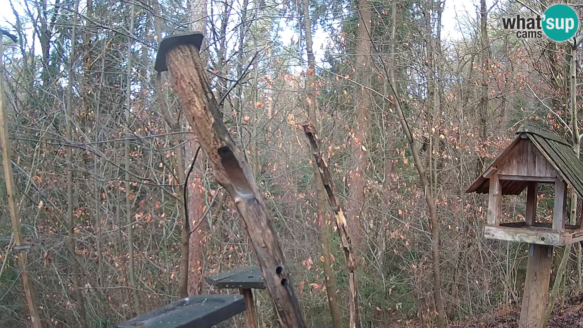 Mangiatoie per uccelli allo ZOO di Lubiana livecam