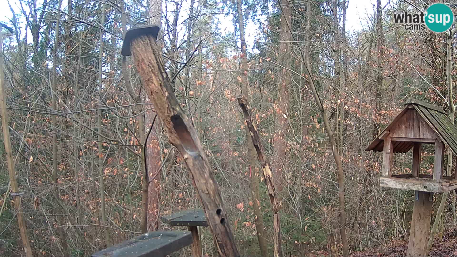 Hranilice za ptice u ZOO web kamera Ljubljana