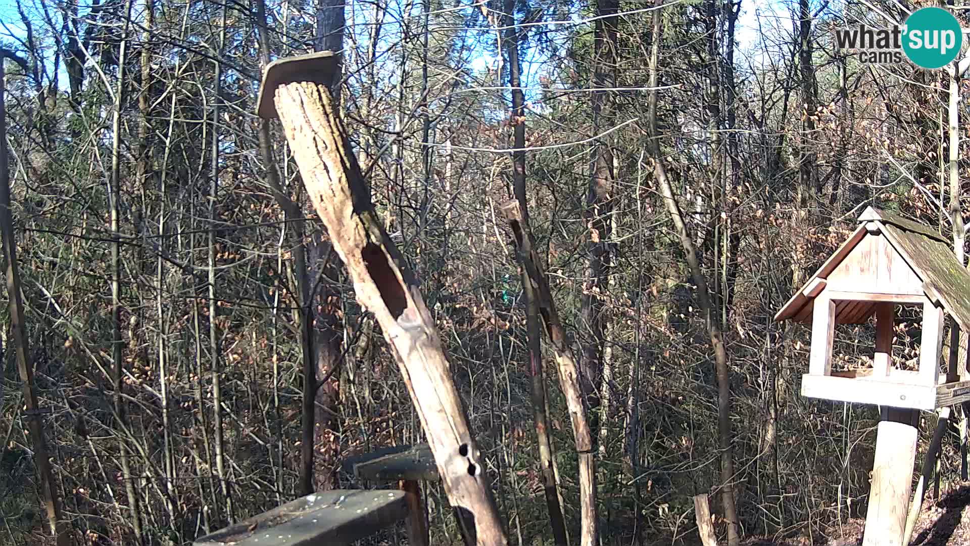 Mangeoires pour oiseaux au ZOO live webcam Ljubljana