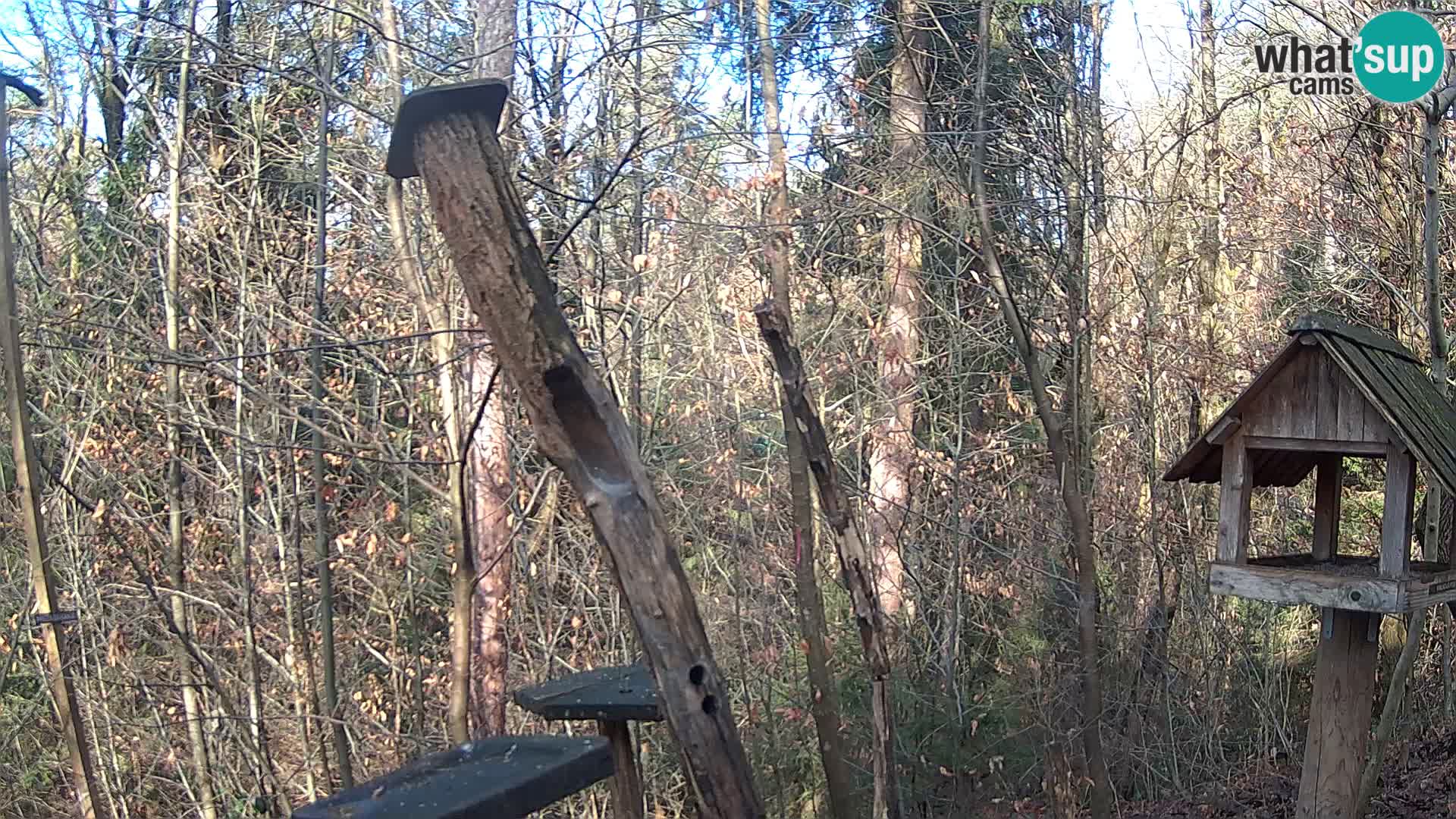 Mangiatoie per uccelli allo ZOO di Lubiana livecam