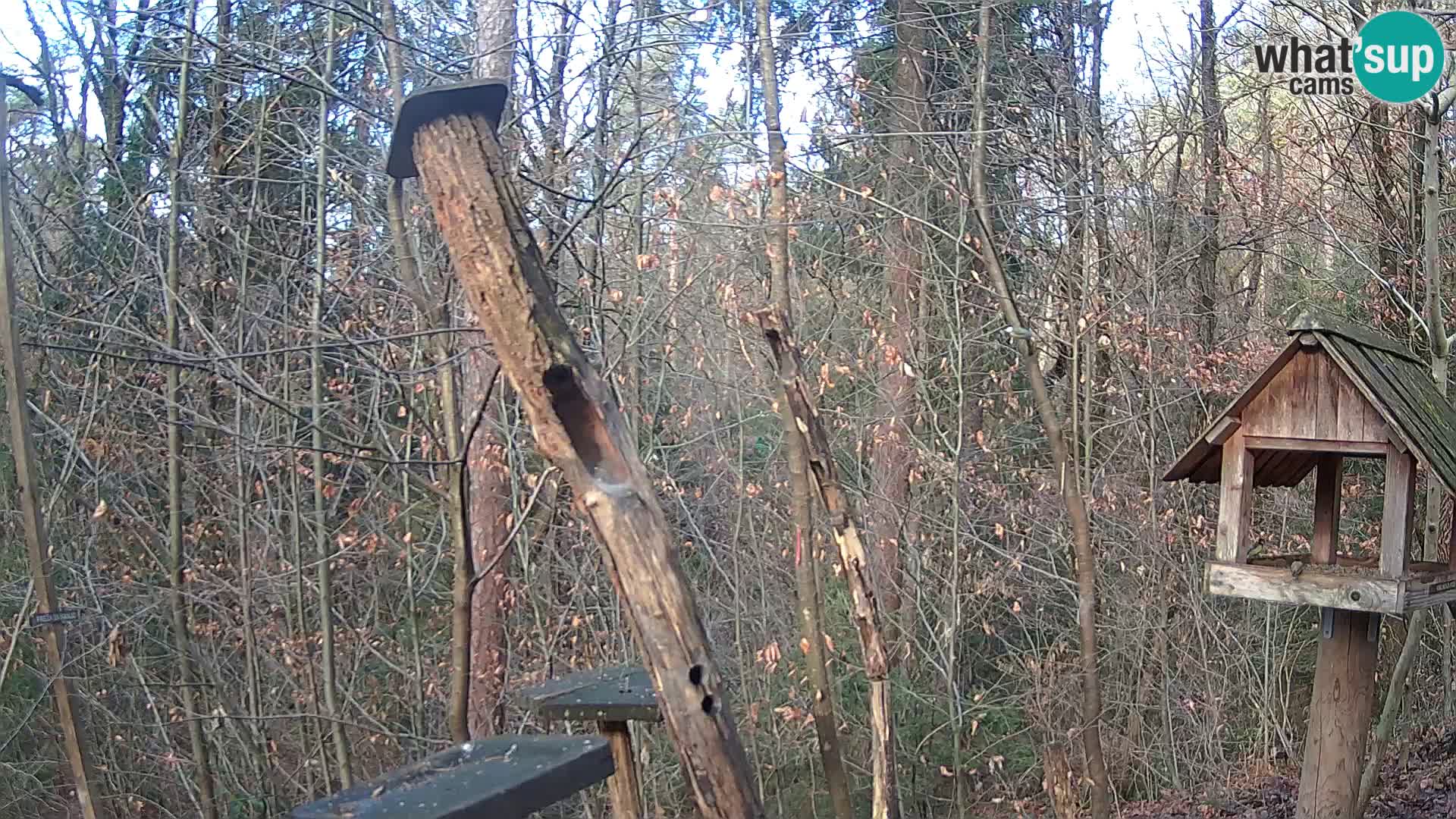 Comederos para pájaros en ZOO Ljubljana camera en vivo
