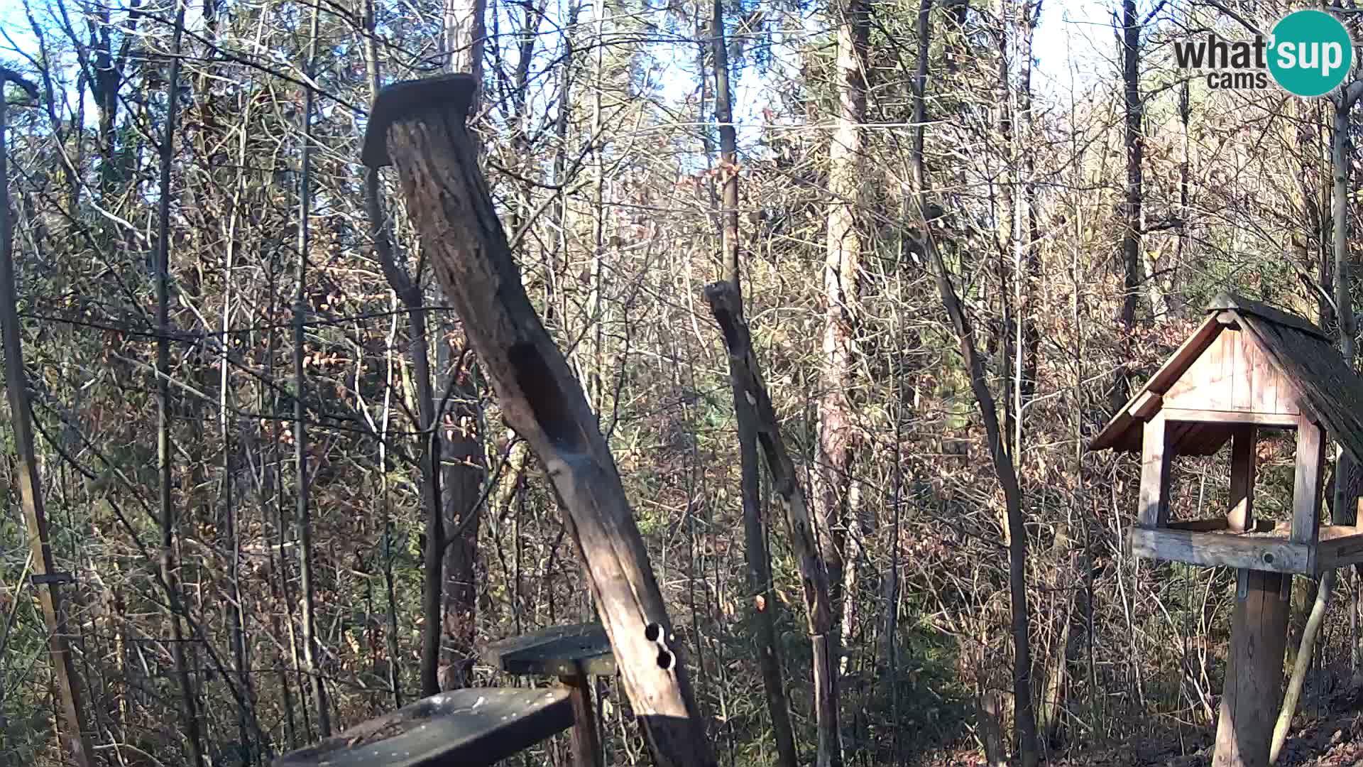 Comederos para pájaros en ZOO Ljubljana camera en vivo